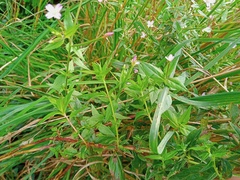 Epilobium adenocaulon
