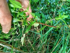 Epilobium adenocaulon