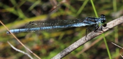 Pseudagrion furcigerum