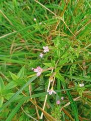 Epilobium adenocaulon