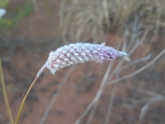 Ptilotus calostachyus