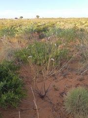 Ptilotus calostachyus