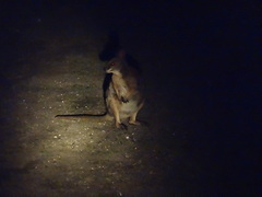 Notamacropus eugenii