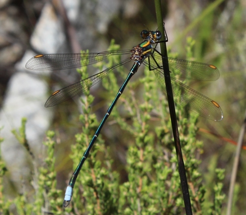 Conspicuous Malachite photo 5
