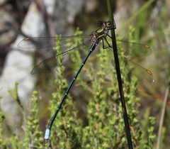 Chlorolestes conspicuus