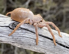 Isopedella saundersi