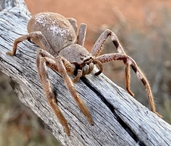 Isopedella saundersi