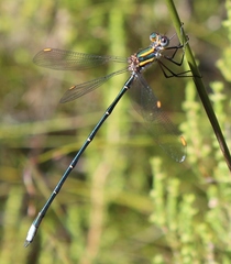 Chlorolestes conspicuus