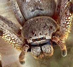 Isopedella saundersi