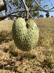 Annona montana