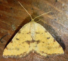 Macaria amboflava