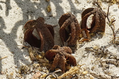 Hydnora africana