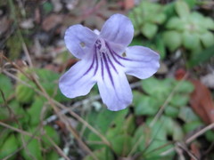 Streptocarpus rexii