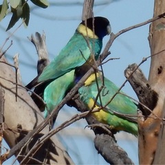 Barnardius zonarius zonarius