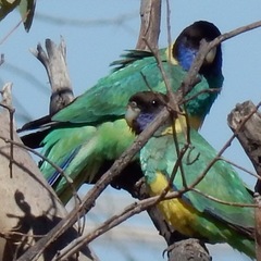 Barnardius zonarius zonarius