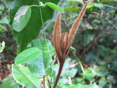 Trichocladus crinitus