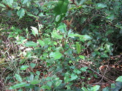 Trichocladus crinitus