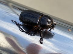 Eophileurus confinis