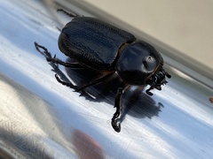 Eophileurus confinis