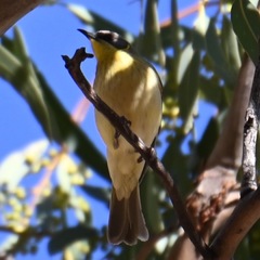 Ptilotula keartlandi