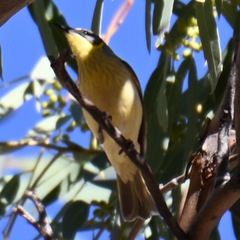 Ptilotula keartlandi