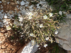 Cherleria capillacea