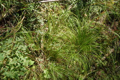 Carex pediformis macroura