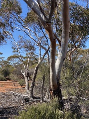 Eucalyptus planipes