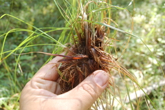 Carex pediformis macroura
