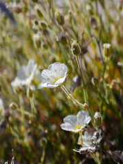 Cherleria capillacea