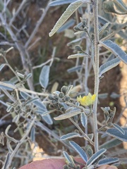 Sida calyxhymenia