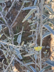 Sida calyxhymenia