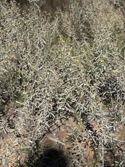 Sida calyxhymenia