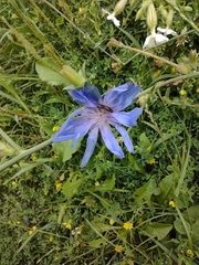 Cichorium intybus