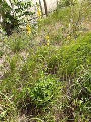 Agrimonia eupatoria