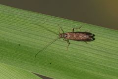 Hydropsyche angustipennis