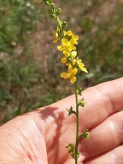Agrimonia eupatoria