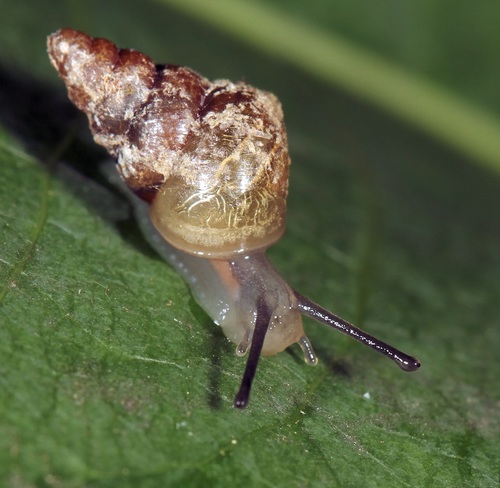 Cerastidae