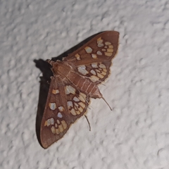 Prenesta fenestrinalis