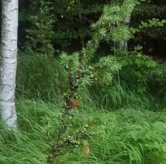 Juniperus