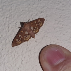 Prenesta fenestrinalis