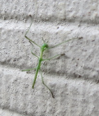 Phalces brevis