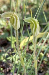 Pterostylis setulosa