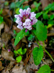 Prunella grandiflora