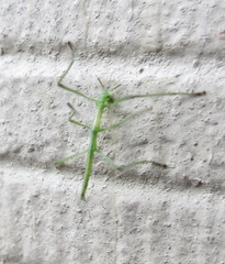 Phalces brevis