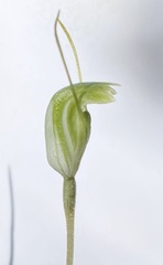 Pterostylis setulosa