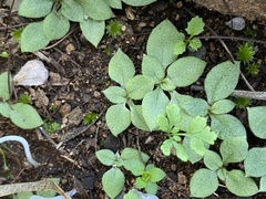 Pterostylis setulosa