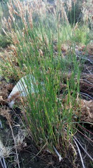 Elegia fistulosa