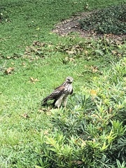 Buteo lineatus