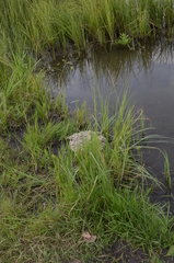 Glyceria notata